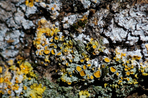 Tree bark close-up. Textures and backgrounds. Yellow lichen on a tree.