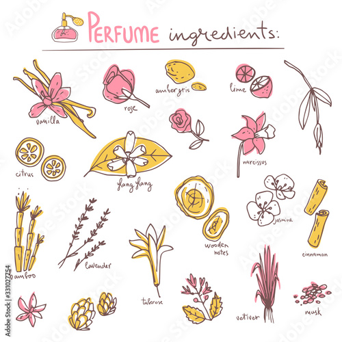 Perfume recipe, bouquet of ingredients. Doodle vector illustration.