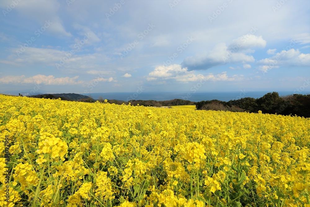 Obraz premium あわじ花さじき