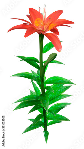 3D Rendering Orange Sensation Asiatic Lily on White