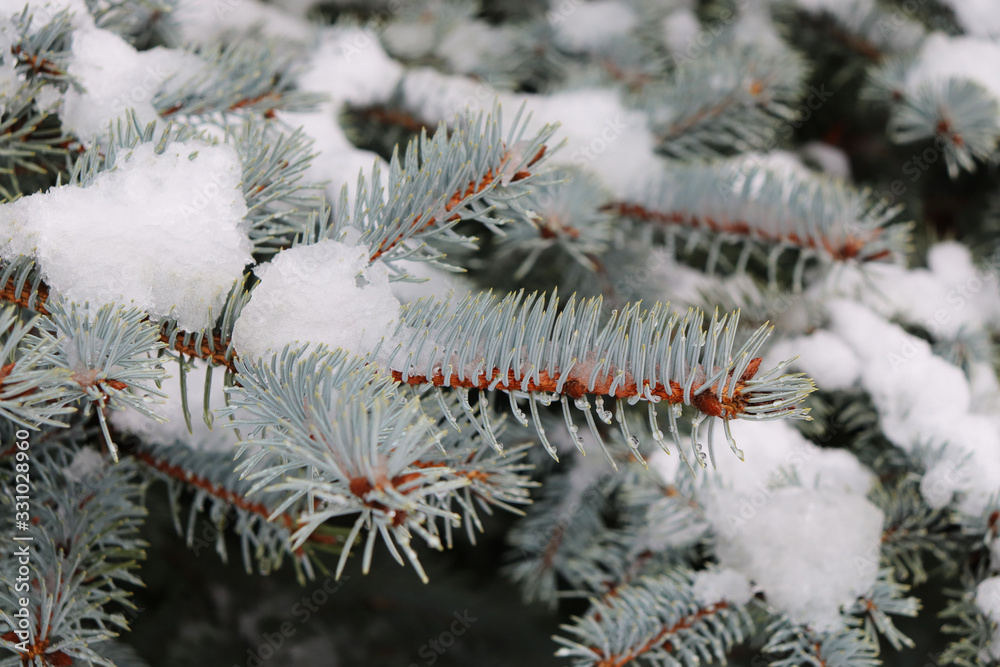 Christmas tree branches under melting snow in spring Christmas tree branches under melting snow in spring