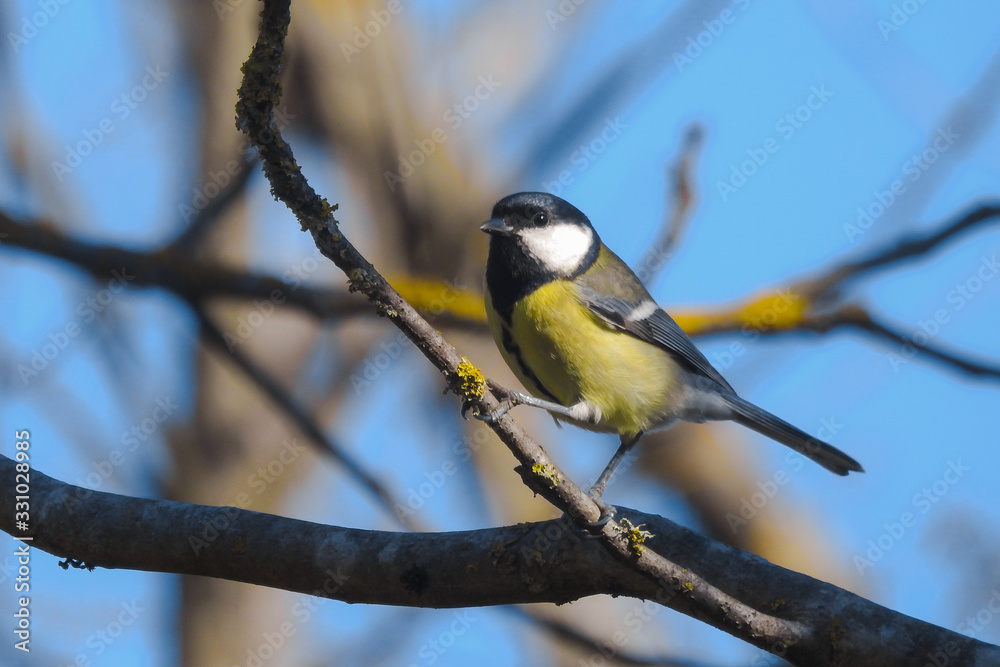Cinciallegra (Parus major),ritratto femmina su ramo Cinciallegra (Parus major),ritratto femmina su ramo