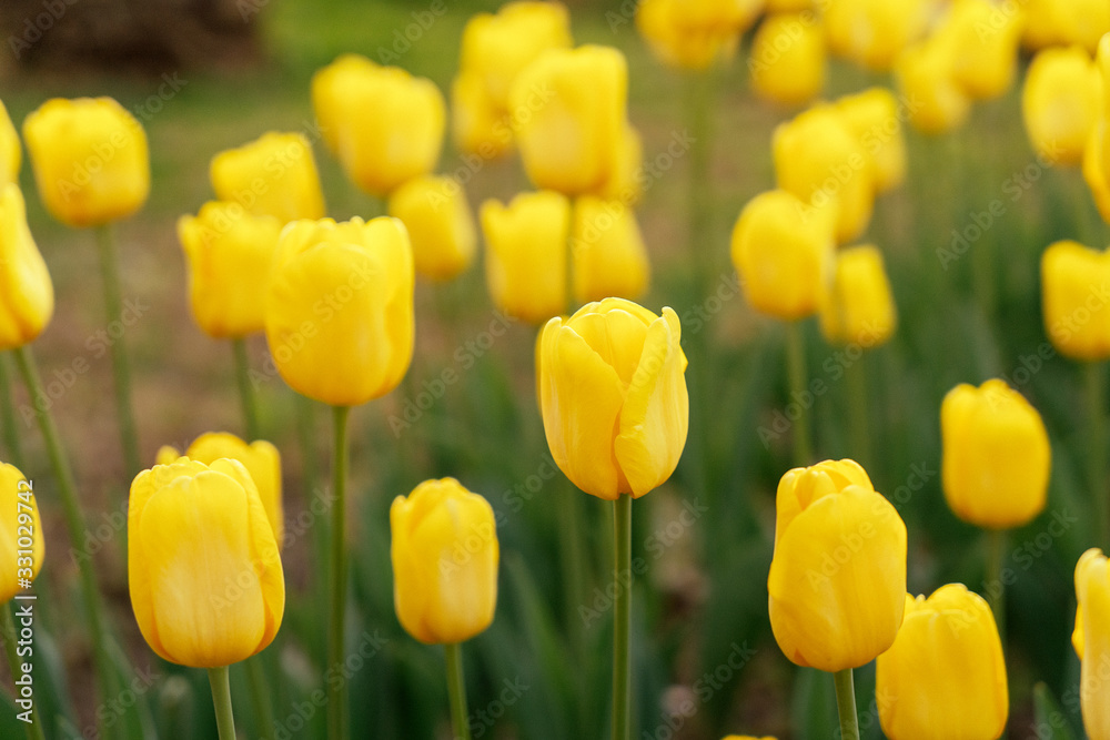 yellow tulips under the sun in the park. yellow tulips under the sun in the park.