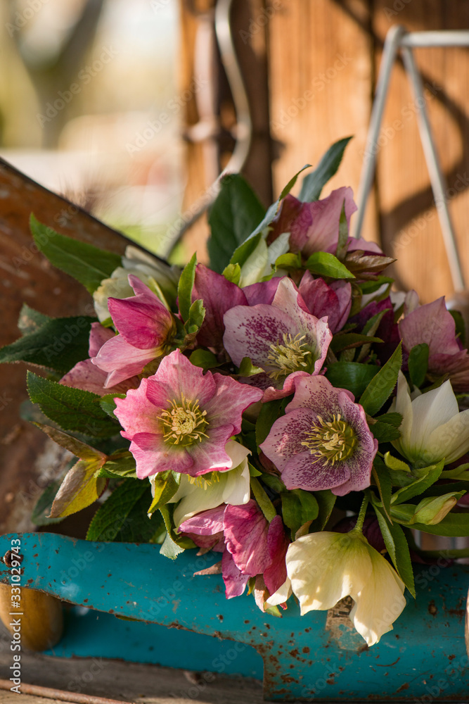 Colorful helleborus flower bouquet in a wooden box