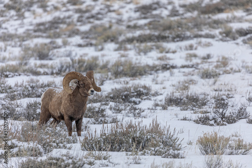 Bighorn Sheep Ram in Winter in Wyoming