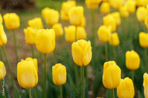 yellow tulips under the sun in the park.