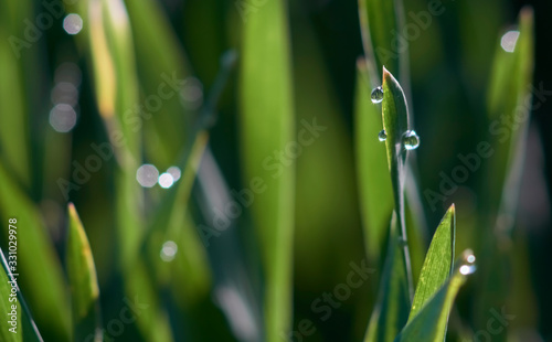 Morning dew drops glistening on fresh green grass tips on an early winter morning.