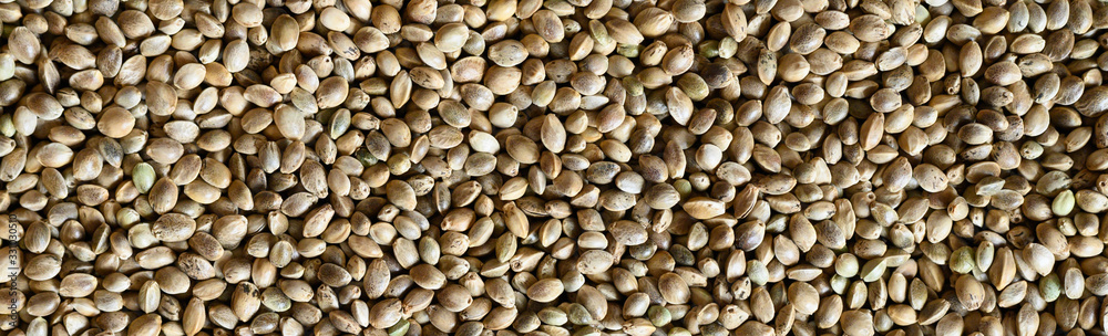 background of dried seeds of food hemp. space for text. banner background of dried seeds of food hemp. space for text. banner