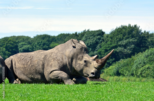 Rhino Liverpool safari