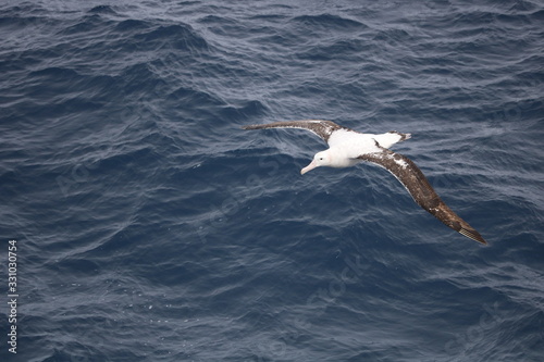 Albatross soaring over ocean © EtherImp