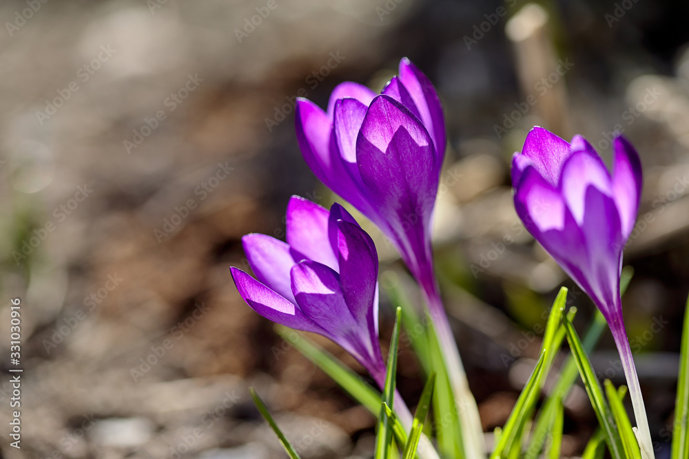 Crocus spring flowers in garden. Sunny time springtime day with sunshine light. Close-up. Shallow depth of field. Crocus spring flowers in garden. Sunny time springtime day with sunshine light. Close-up. Shallow depth of field.