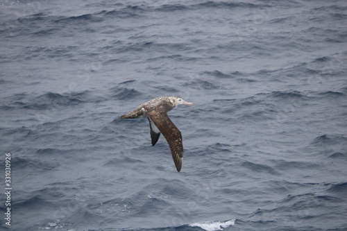 Albatross soaring over ocean