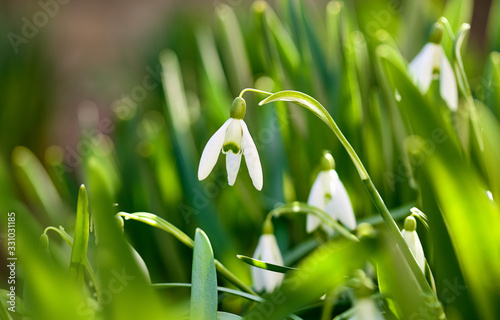 Snowdrop spring flowers on green lawn in garden. Sunny day. Stock photo.