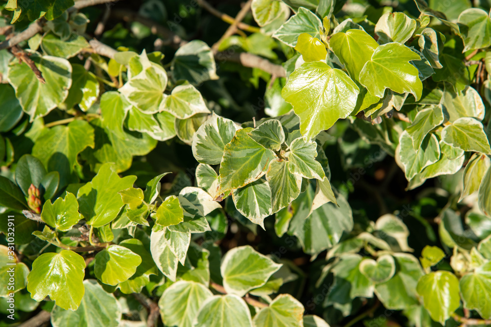Obraz premium leaves in the garden