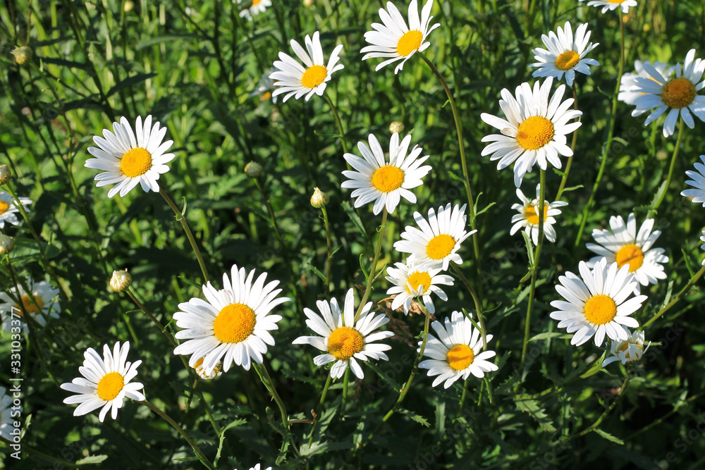 meadow with daisies, summer garden, background meadow with daisies, summer garden, background