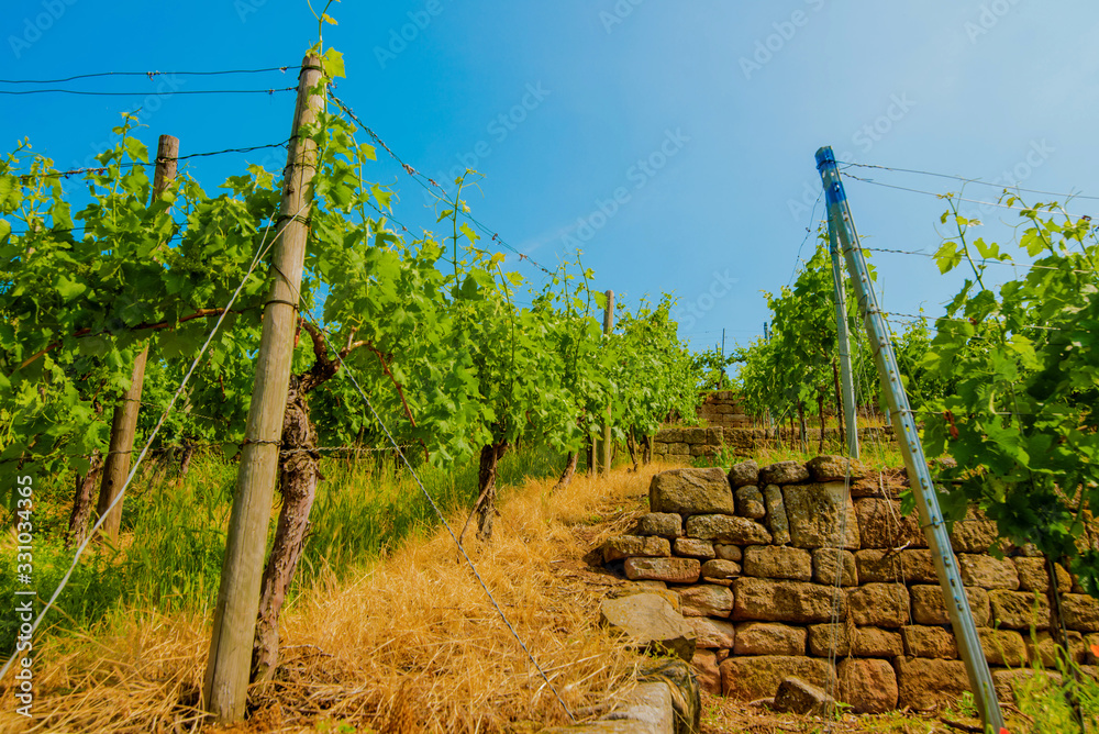 Landscape of vineyard on hill with rows of grapes bushes in sunny day. From down to up view. Landscape of vineyard on hill with rows of grapes bushes in sunny day. From down to up view.