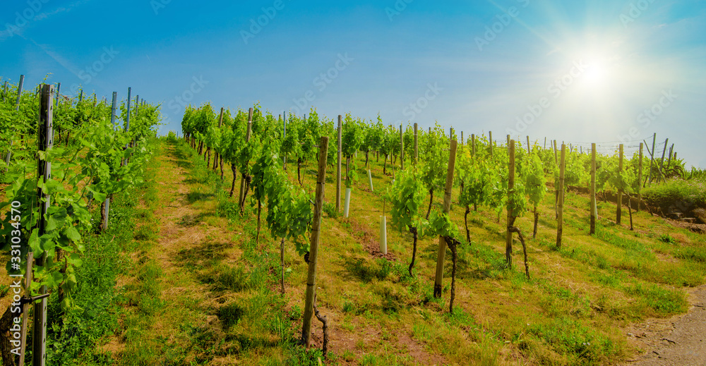 Landscape of vineyard on hill with rows of grapes bushes in sunny day Landscape of vineyard on hill with rows of grapes bushes in sunny day