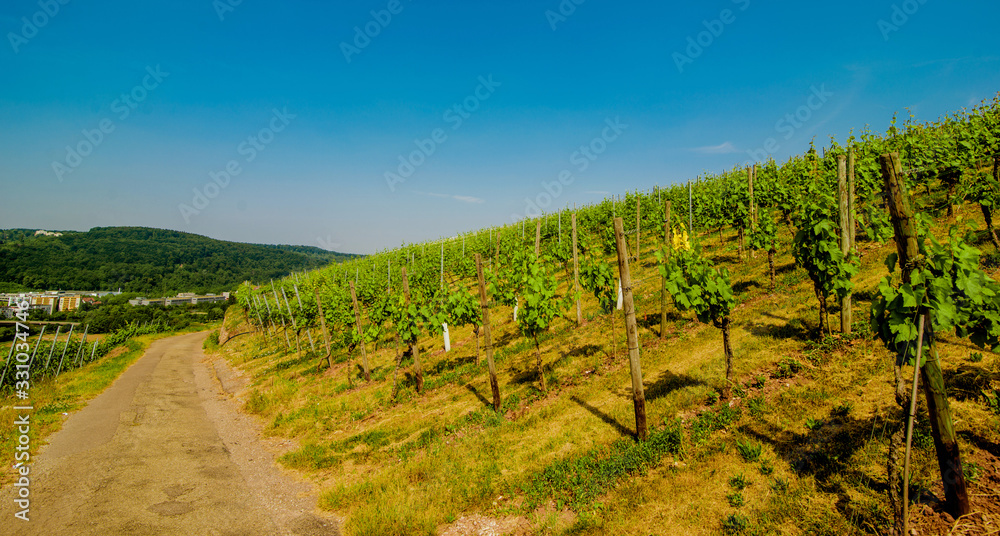 Landscape of vineyard on hill with grapes bushes and town in valley. Sunny day