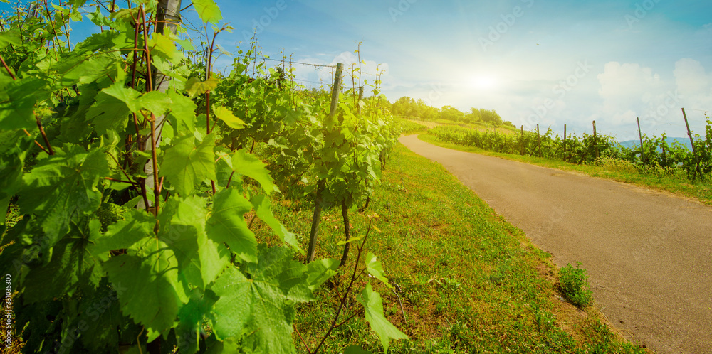 Landscape of vineyard on hill with road in center and grape bushes in sunny day Landscape of vineyard on hill with road in center and grape bushes in sunny day