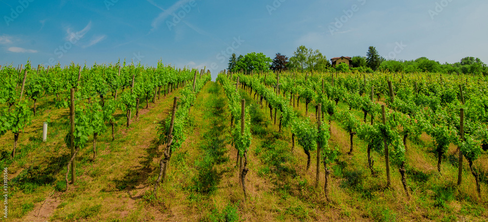 Landscape of vineyard on hill with grapes bushes and house of farm on top. sunny day