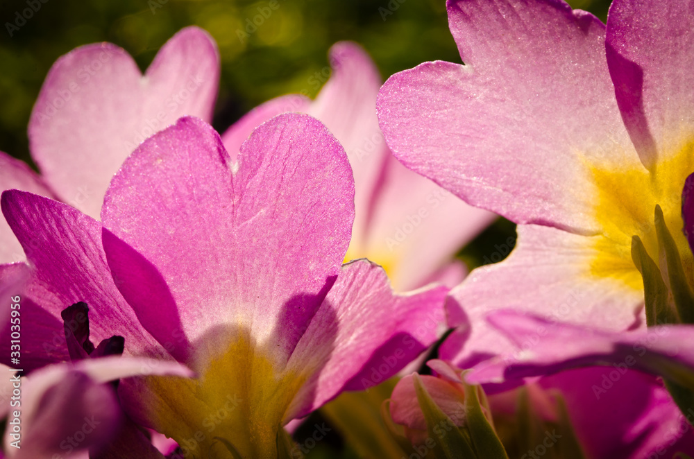 Light pink beautiful blossoms of primroses in spring, closeup in backlight Light pink beautiful blossoms of primroses in spring, closeup in backlight