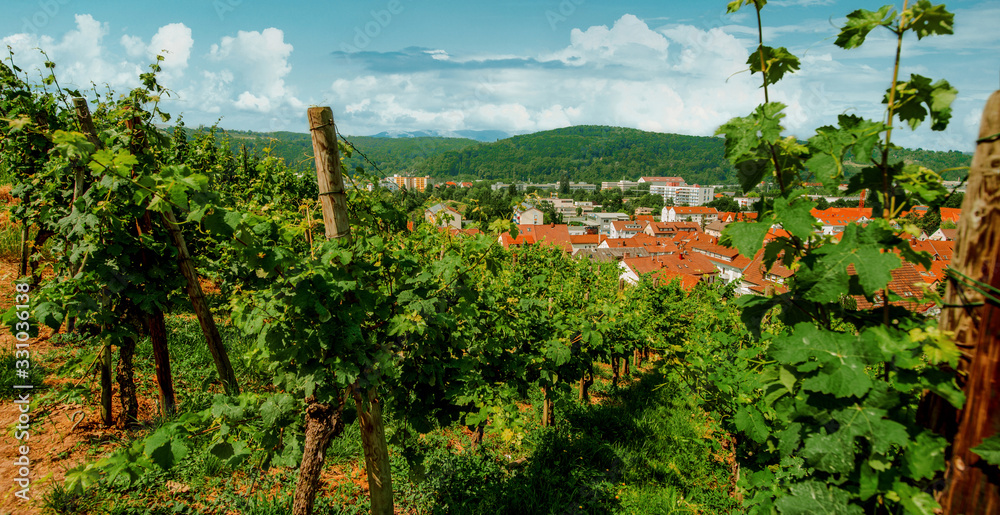 Vineyard on hill and old city with red roofs in the valley. Grape bushes closeup top view.
