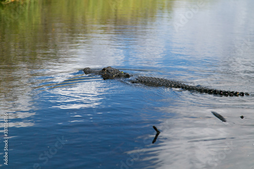 Alligator Everglades2