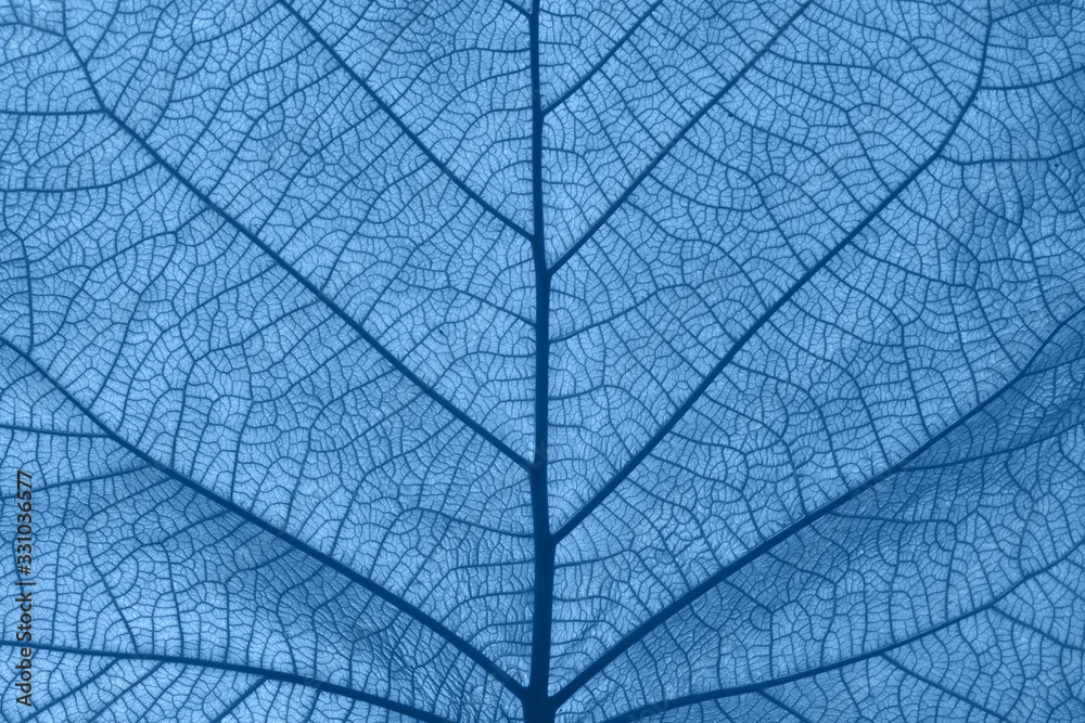 Extreme close up texture of blue toned leaf veins