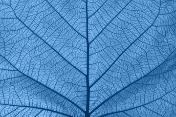 Extreme close up texture of blue toned leaf veins