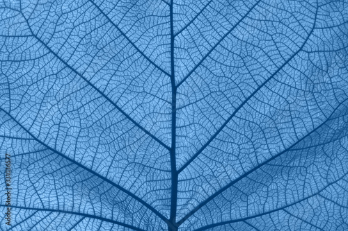Extreme close up texture of blue toned leaf veins © breakingthewalls