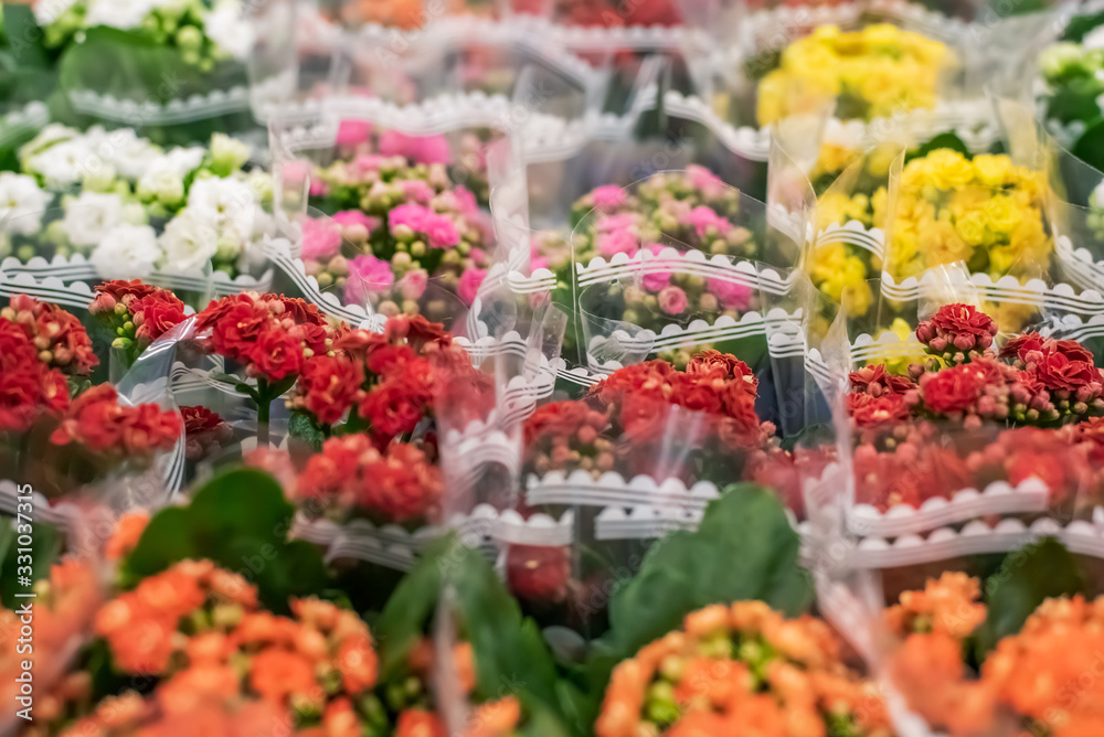 Colorful Kalanchoe flowers in a flower shop.