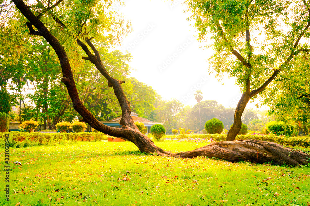 Fototapeta premium Soil creep fallen tree with curved shape tree trunk lying on ground in Crooked Forest woodland environment. Autumn fall garden front or back yard landscape in a public park. Beauty nature Background
