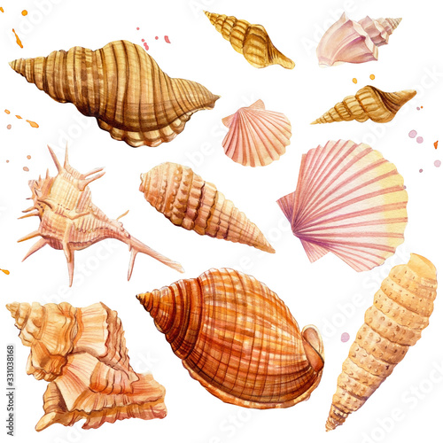 Watercolor set off seashells, isolated on white background. Hand drawn illustrations