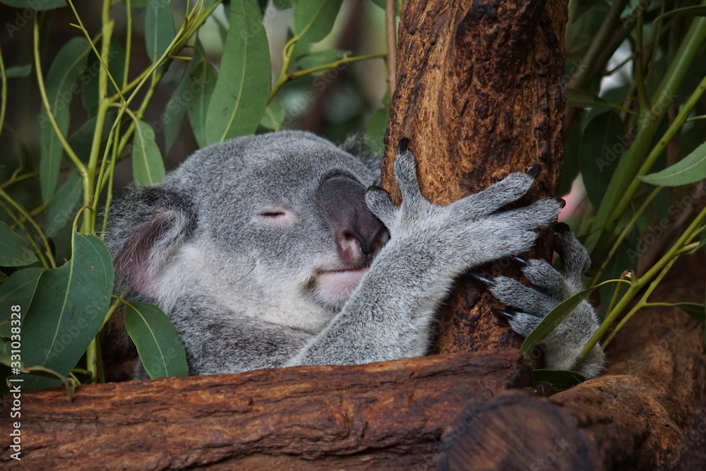 Fotografie Sleeping koala at Lone Pine Koala Sanctuary
