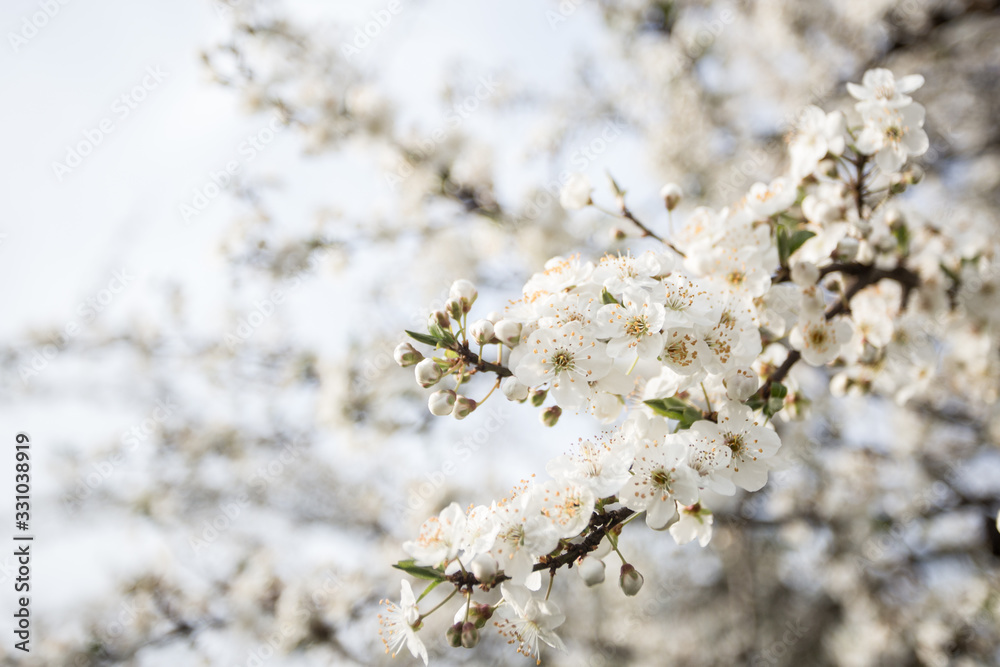 Lovely white cherry blooms on the branches. They are blooming before they get the leaves. From the neighbours backyard Lovely white cherry blooms on the branches. They are blooming before they get the leaves. From the neighbours backyard