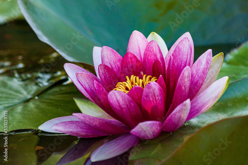 Pink water lily on a summer day in a pond.