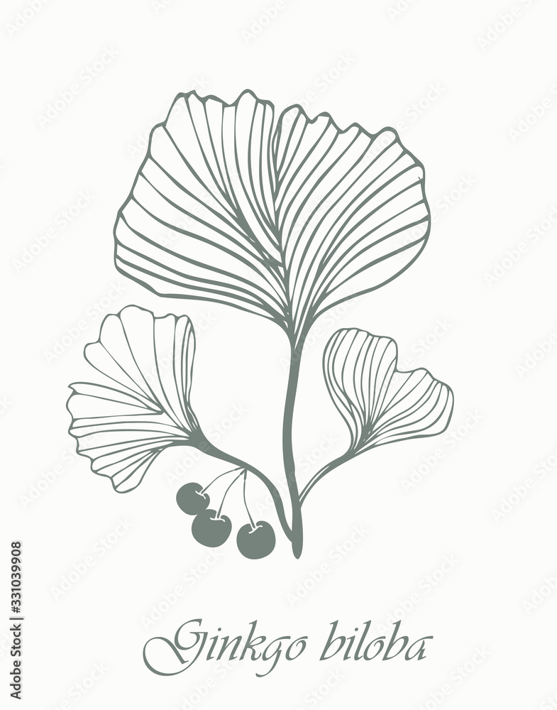 Ginkgo biloba leaves plant, branch, berry. Ginkgo biloba leaves plant, branch, berry.