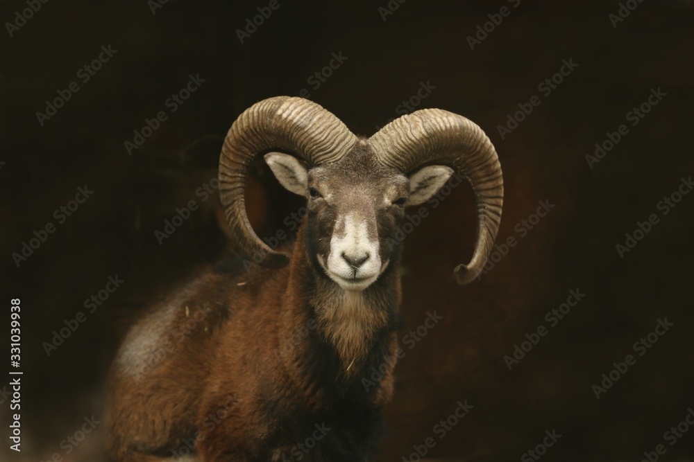 mouflon (Ovis orientalis orientalis) close up portrait. Close-up portrait of mammal with big horn, Czech Republic. mouflon (Ovis orientalis orientalis) close up portrait. Close-up portrait of mammal with big horn, Czech Republic.