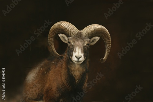 mouflon (Ovis orientalis orientalis) close up portrait. Close-up portrait of mammal with big horn, Czech Republic.