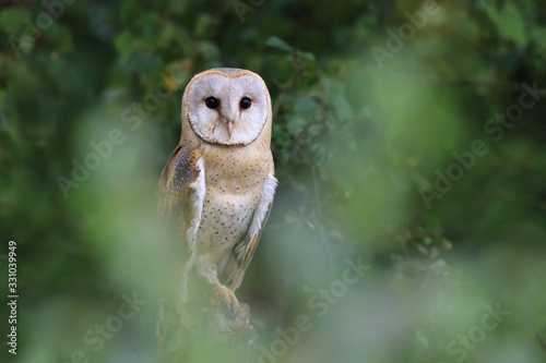 Magnificent Barn Owl perched on a branch in the forest (Tyto alba) . Western barn owl in the nature habitat. photo