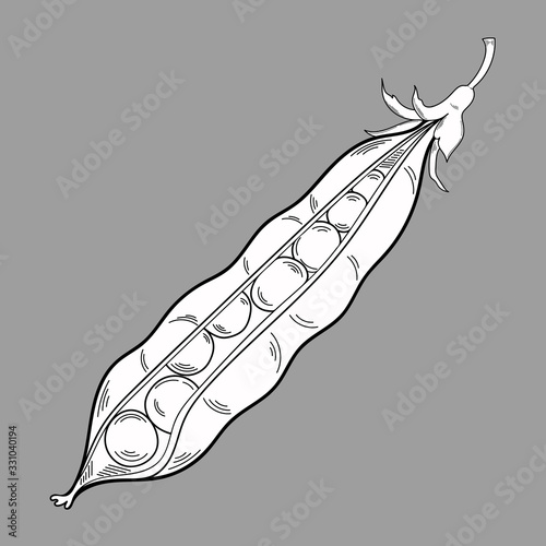 Vector illustration of green peas on a gray background. Organic vegetarian product. The picture is used for restaurants or packaging menus, labels, posters, prints. Graphics. Vector image of vegetable