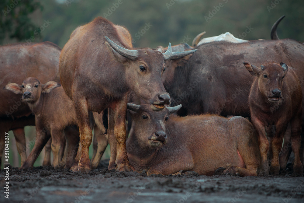 A herd of Asian water buffaloes rest. A herd of Asian water buffaloes rest.