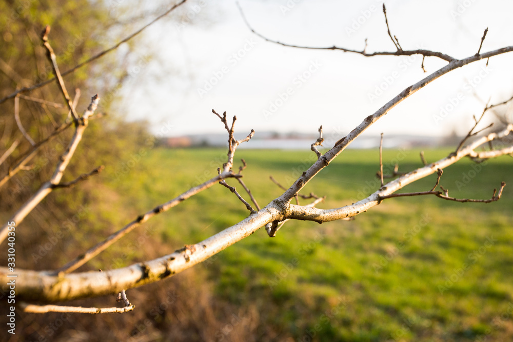 First spring leaves in the park. On the evening sun. Last sunbeams of the First spring leaves in the park. On the evening sun. Last sunbeams of the
