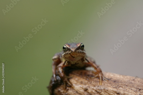 close-up of a green frog
