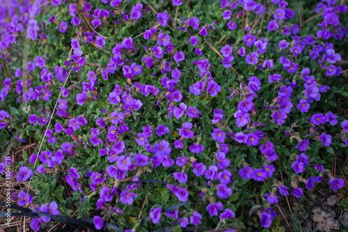 Violet flower on my mum s garden