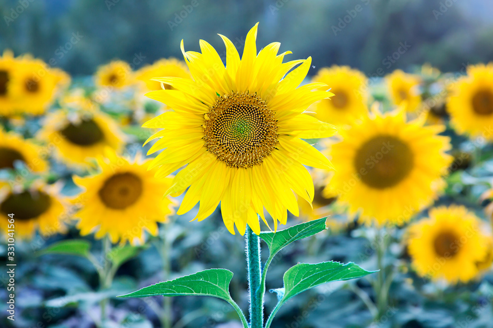 Fototapeta premium Campo de girasoles