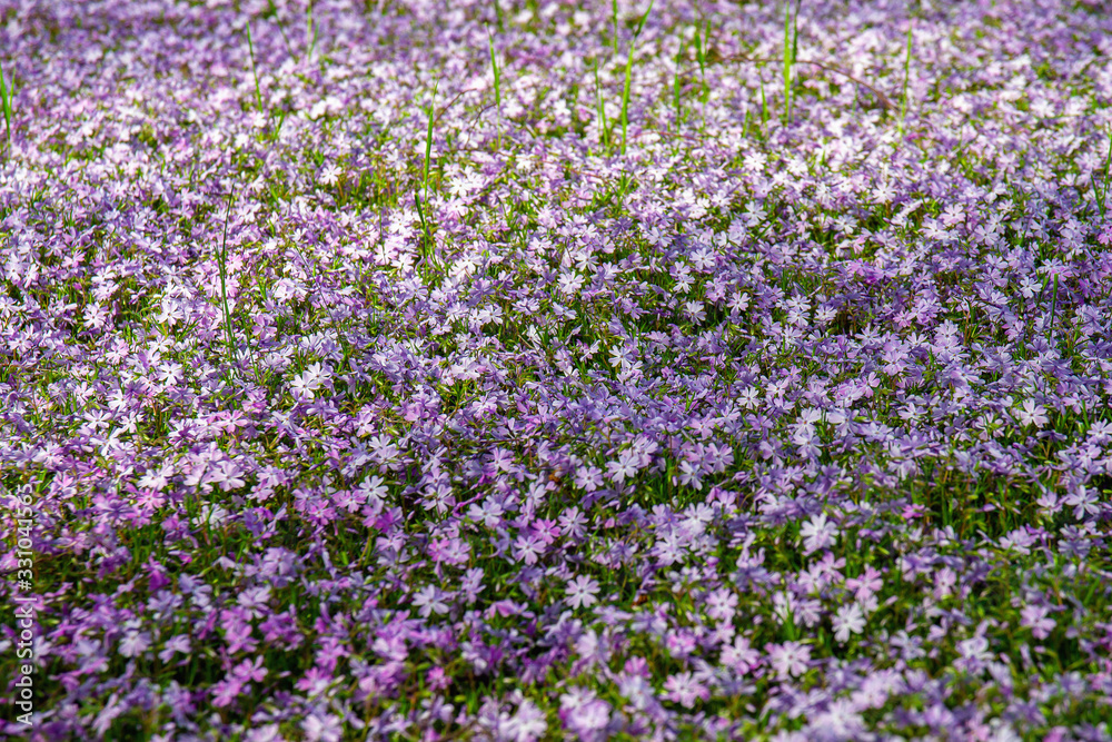 Small purple spring flowers on the lawn. Selective focus Small purple spring flowers on the lawn. Selective focus