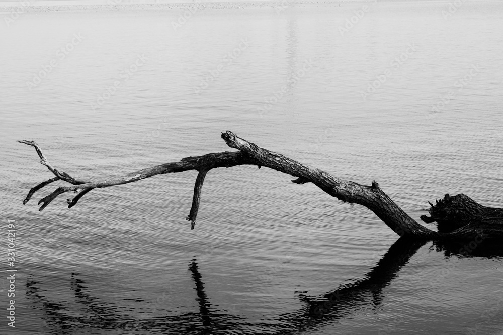 A big fallen tree branch standing above the the water of a lake in black and white, Morii Lake, Bucharest, Romania A big fallen tree branch standing above the the water of a lake in black and white, Morii Lake, Bucharest, Romania