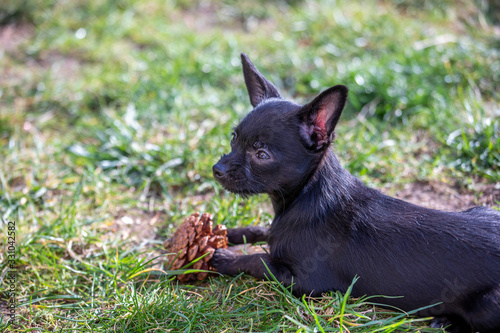 Chipoo puppy chews on a pine cone