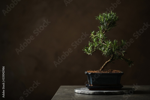 Japanese bonsai plant on grey stone table, space for text. Creating zen atmosphere at home